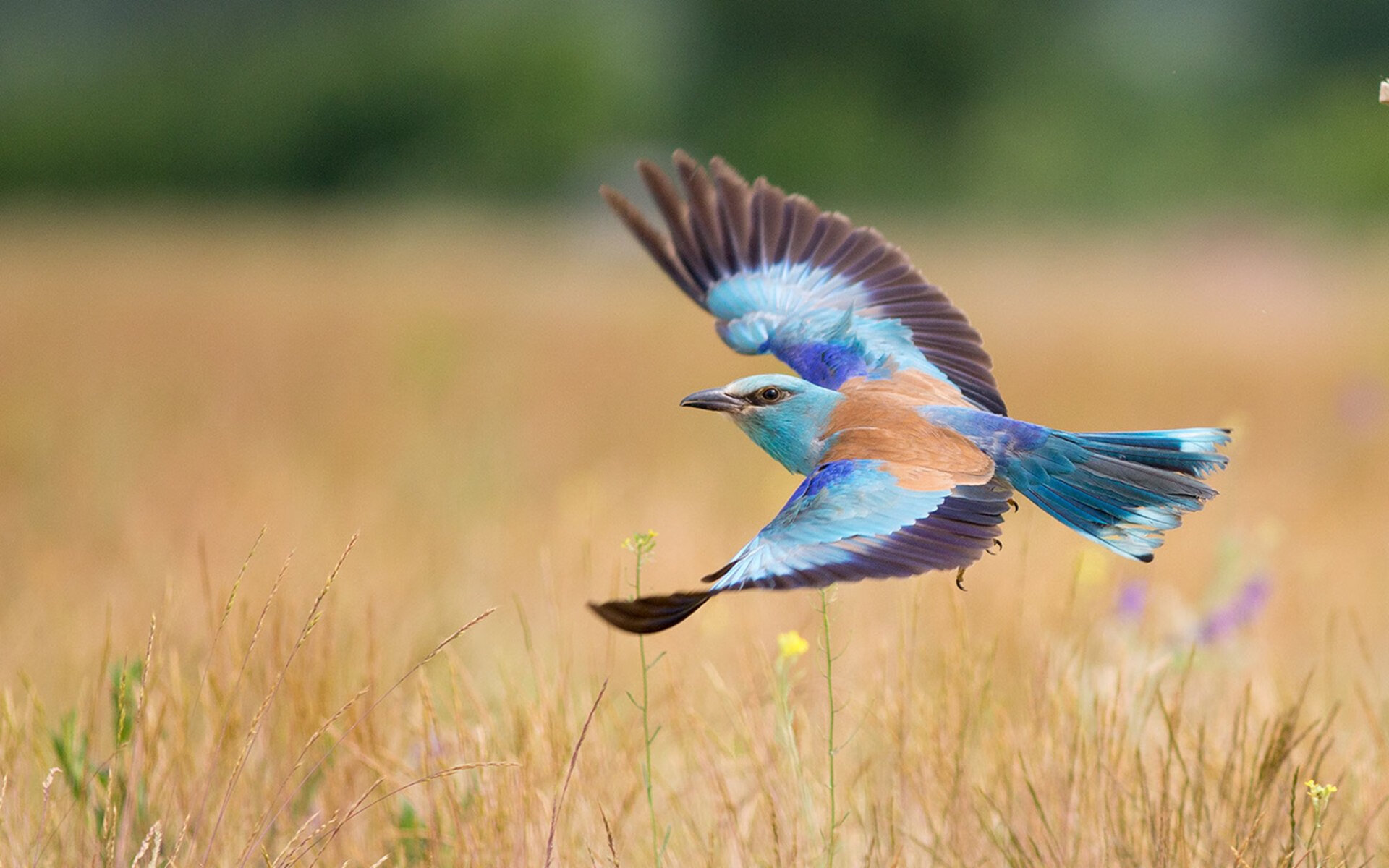 九游网页版官网-中国篮球产业与电商平台深度合作，推动赛事普及，中国职业篮球公司