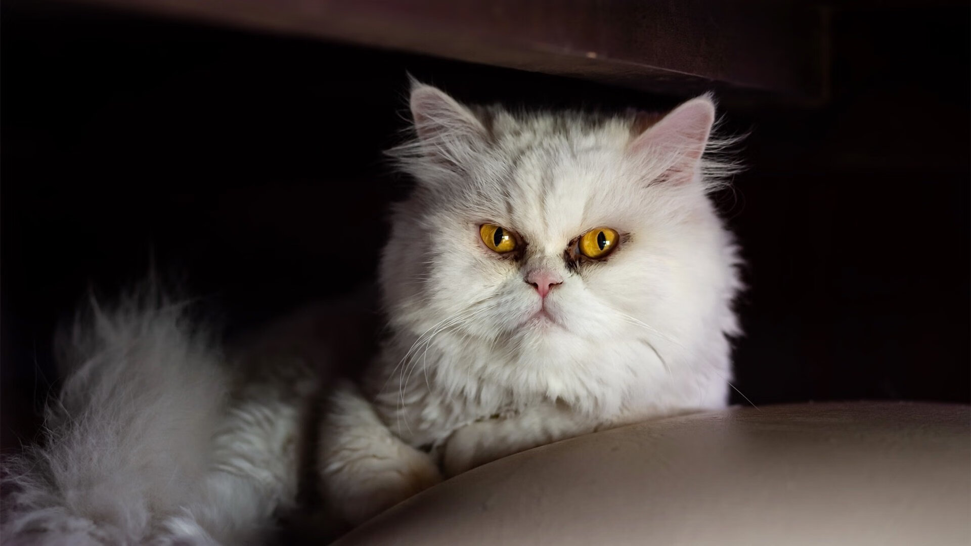 Jiuyou-低碳排放：全面升级的赛事环保措施，低碳排放是什么